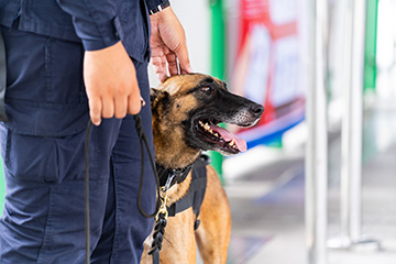 How accurate are sniffer dogs?